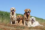 GOLDEN RETRIEVER 083